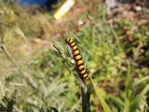 Réf. 347 316 : Tyria jacobaeae